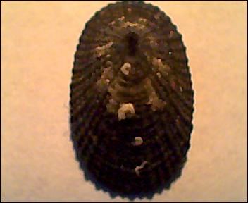 piccola Diodora da identificare